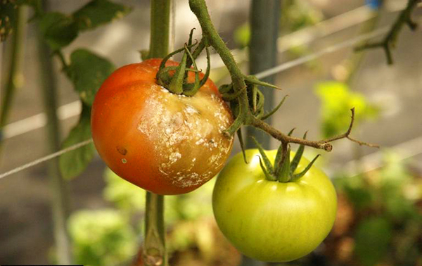 Phytophthora on tomatoes