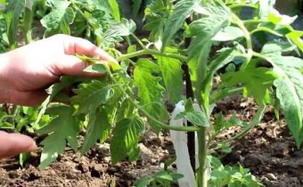 Как се оформят доматите