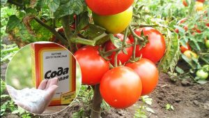 Tomato fertilizer soda
