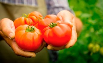 When to pick tomatoes in the greenhouse?