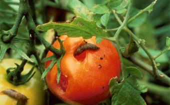 Slugs on tomatoes