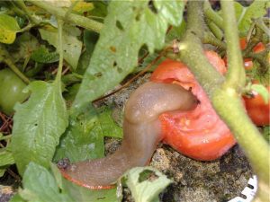 Slug spoils the harvest of tomatoes