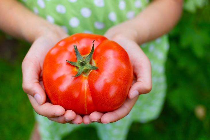 איך לשמור על עגבניות טריות לאורך זמן?
