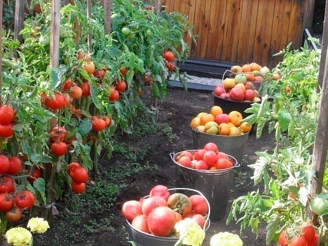 יבול עגבניות