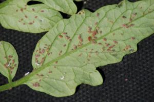 Aphids on tomatoes