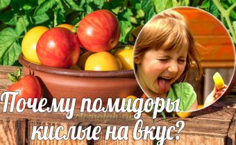 Why does tomatoes taste sour?