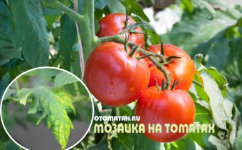 Мозаечен вирус от домати