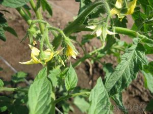 tomatoes are blooming