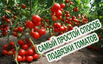 ربط الطماطم في الدفيئة