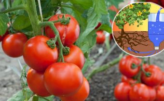 Drip irrigation of tomatoes in bottles