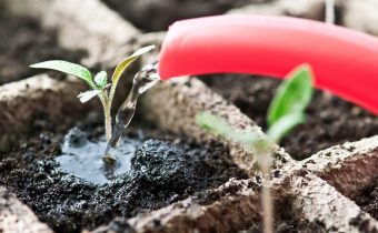 How to water the seedlings of tomatoes