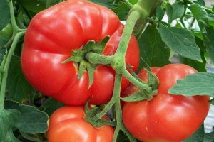 De délicieuses tomates mûres