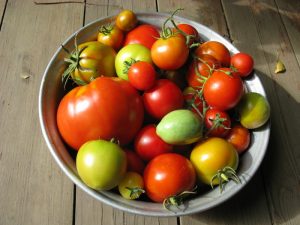 Незрели домати