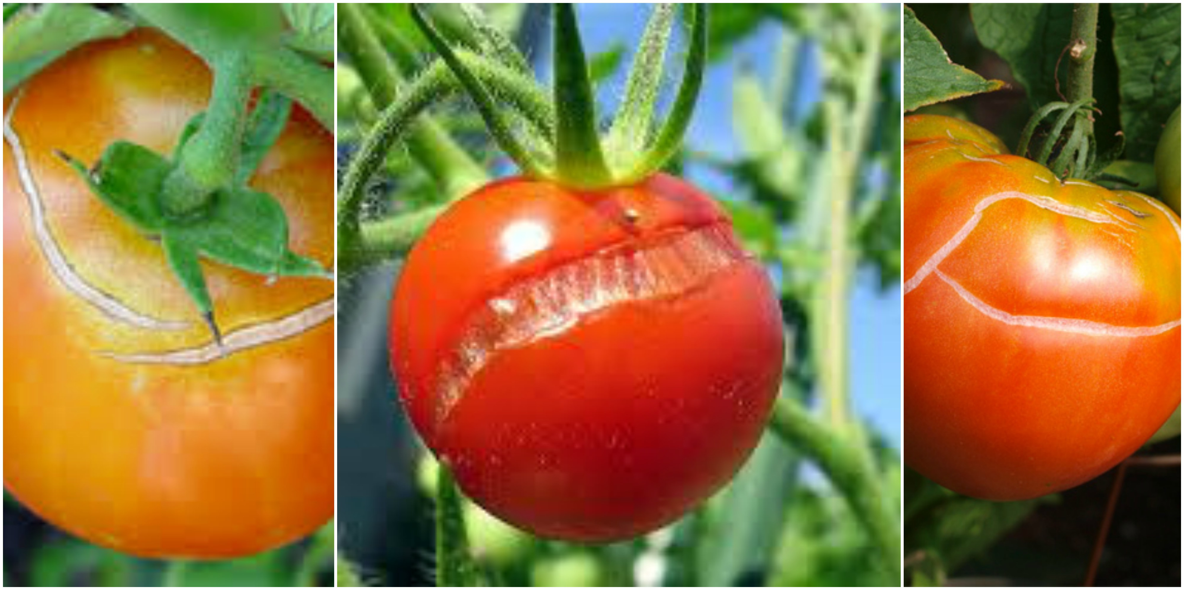 Напукване на доматен плод