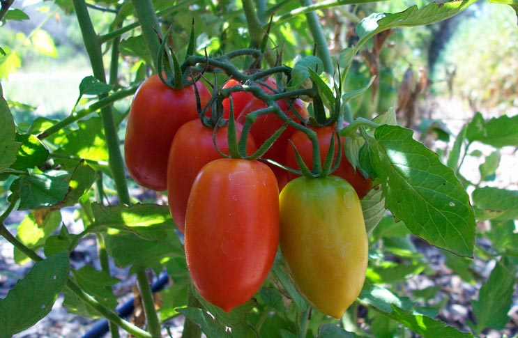 Rajčata v zahradě