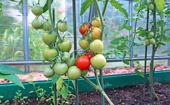 Tomato di rumah hijau