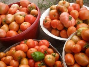 recoltarea de tomate