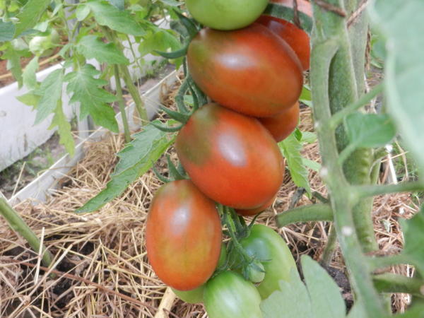 rajčata