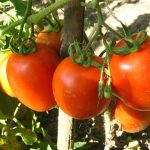 червени домати