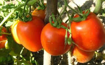 röda tomater