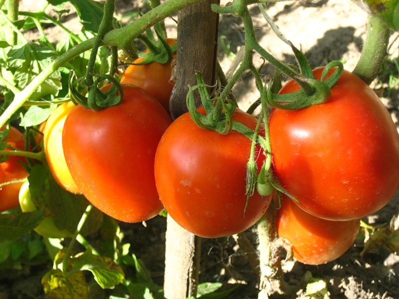 червени домати