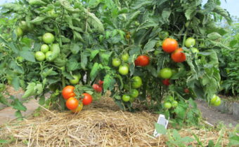 mulching tomater i växthuset