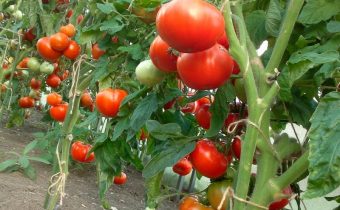fruiting tomatoes