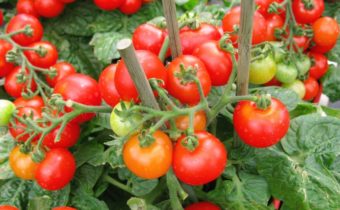 паразитен оцет за домати