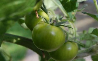 tomates vertes