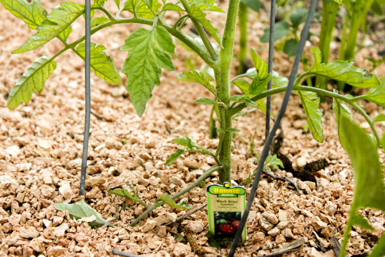 is sawdust good for tomatoes