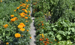 Marigold pe grădină