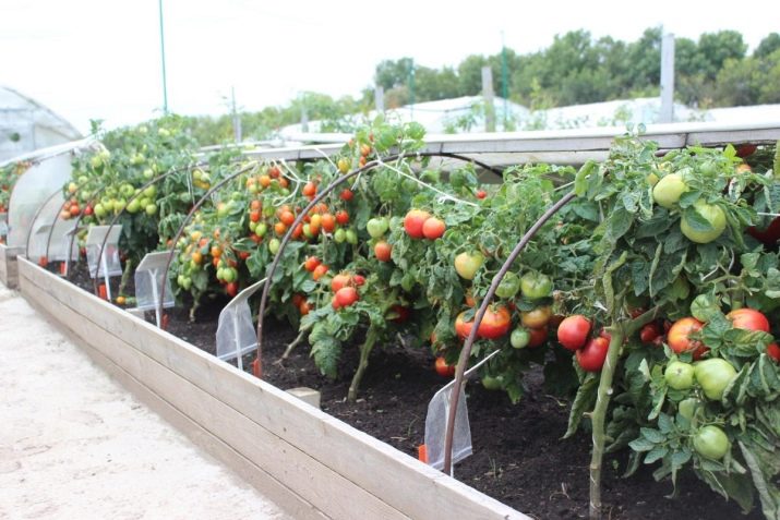 ridge boxes for tomatoes