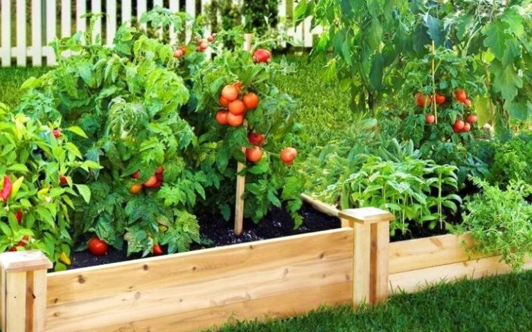 Growing tomatoes in boxes and ridges-boxes, features of the method ...