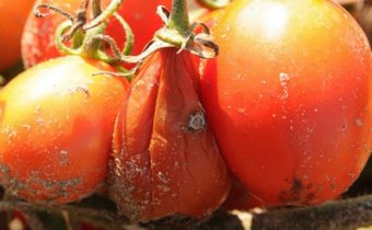 tomato rot of water
