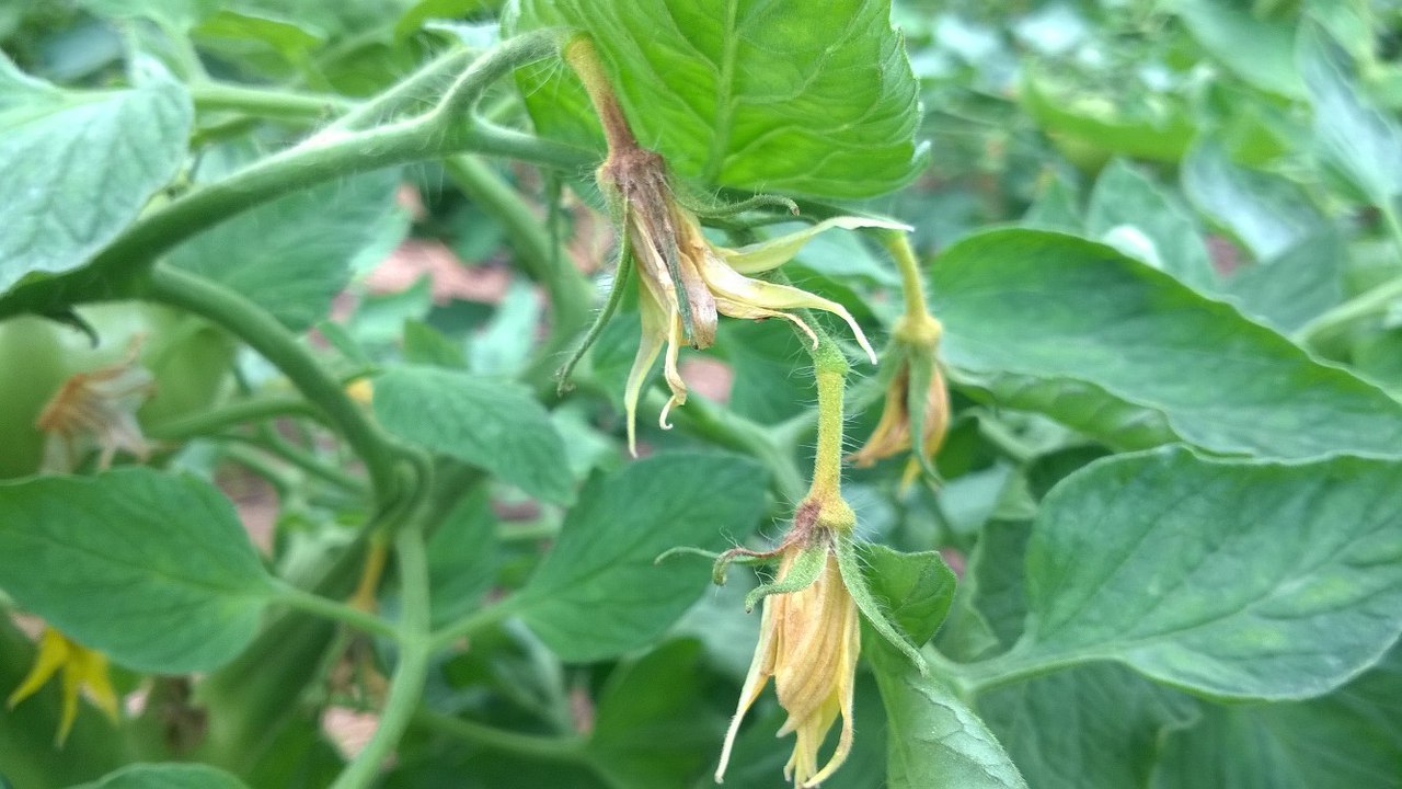flowers of tomatoes