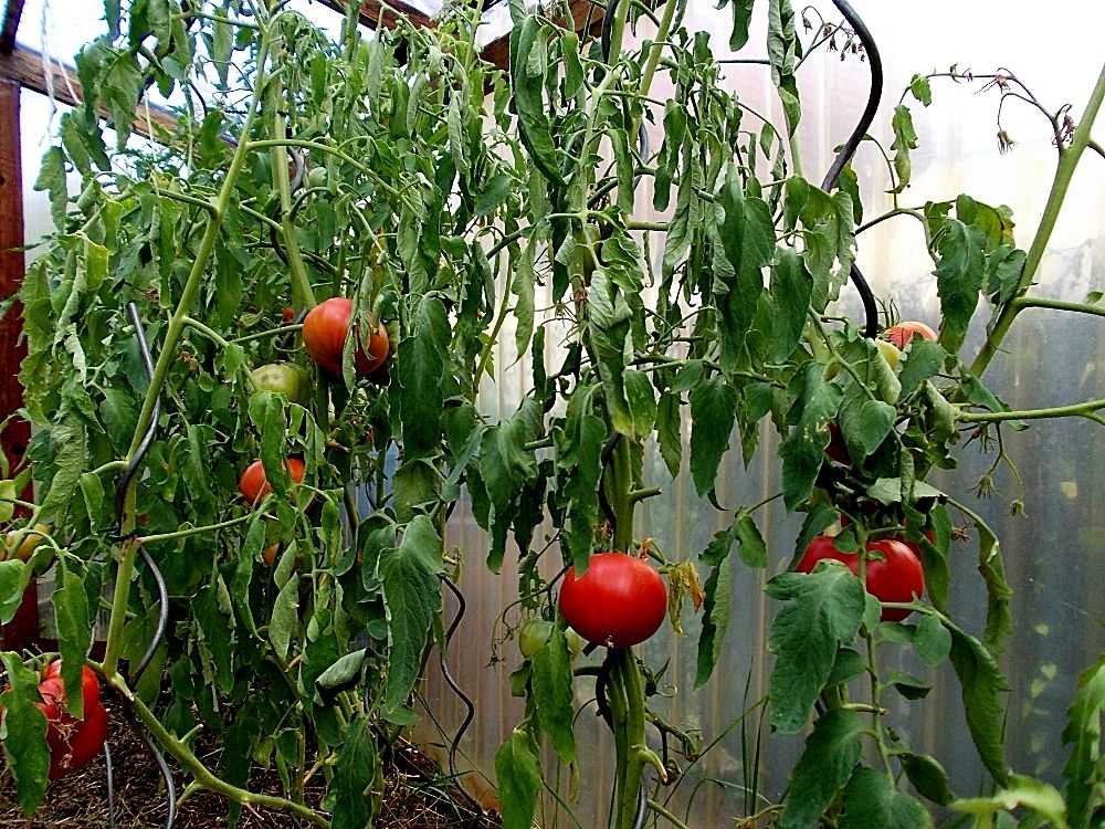 слаб растеж на домати