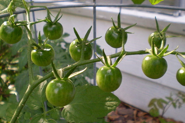 малки домати