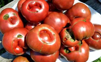 ošklivá rajčata