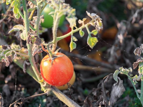roztoč na rajčatech