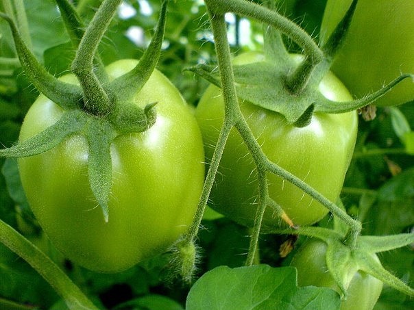 עמוד עגבניות
