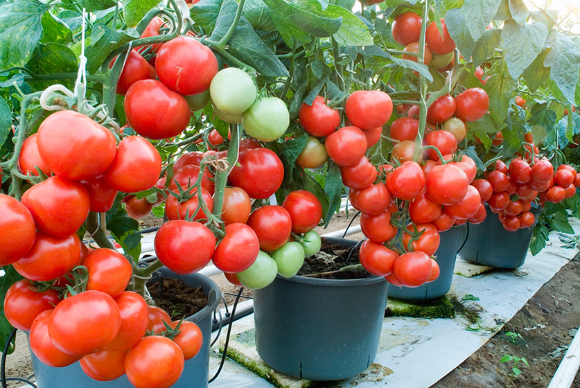 زراعة الطماطم في الدلاء