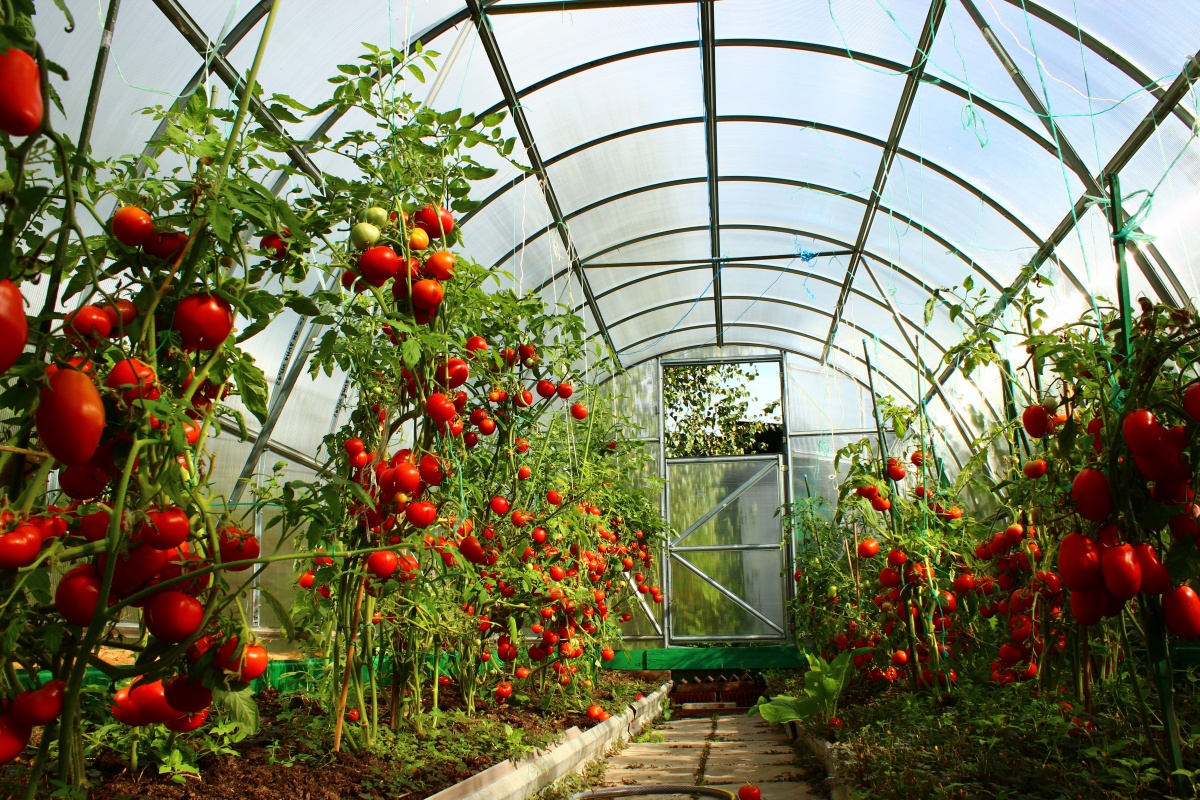 rajčata na střechu skleníku