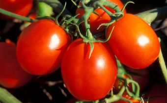 F1 tomato hybrids