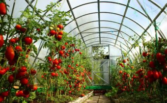 спасение домат от топлина