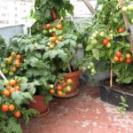 rajčata na parapetu