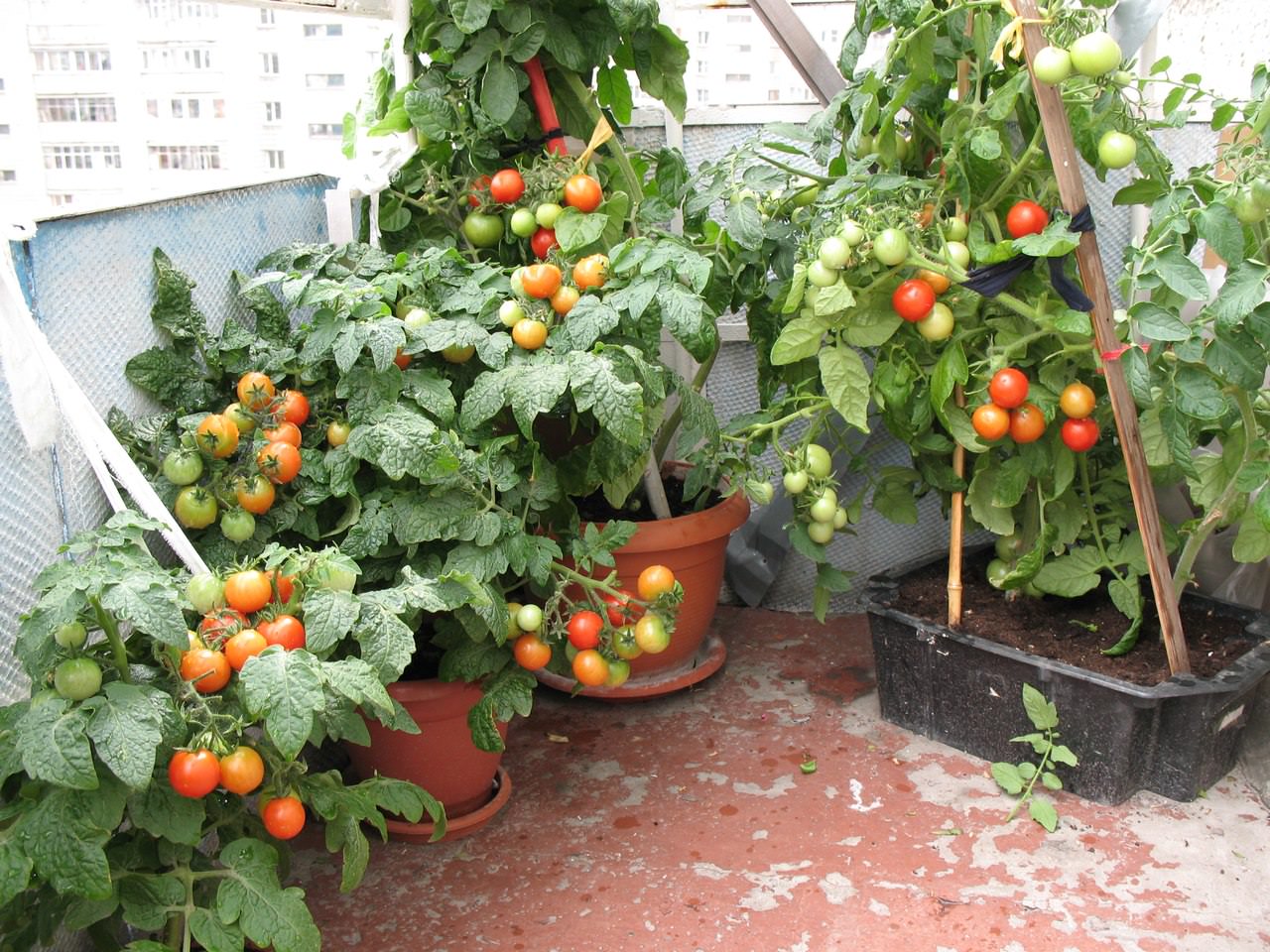 rajčata na parapetu