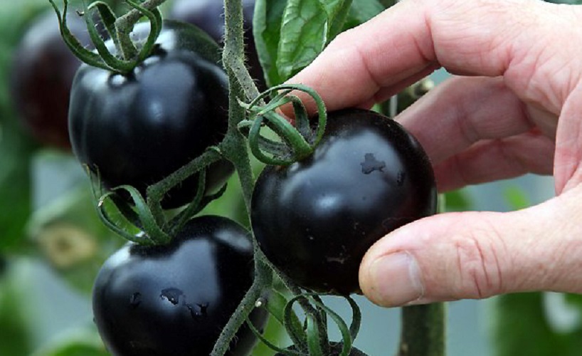 Black varieties of tomatoes