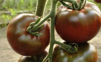 bästa svarta tomater