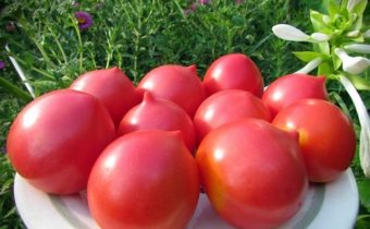 أصناف الطماطم المبكرة