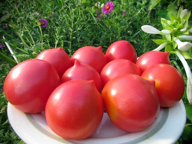 rané odrůdy rajčat